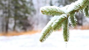 Pine Tree in the Snow